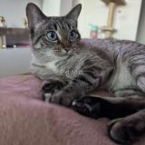 Picture of cat lost at Fribourg