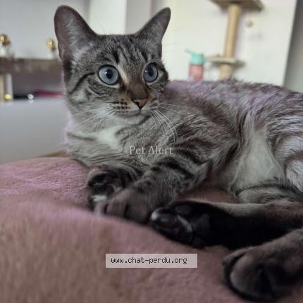 Photo 1/1 Neisy Chat lost in Fribourg