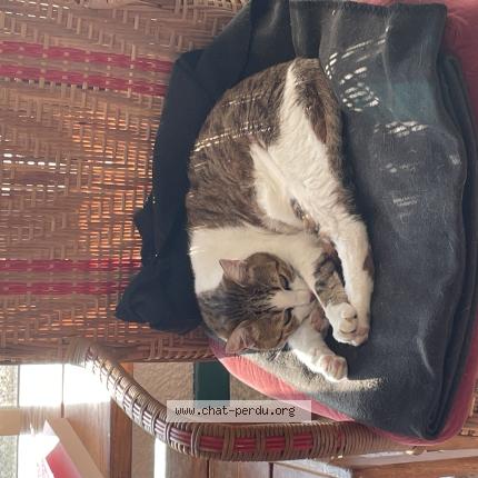 Photo 1/1 Cat reunited Lost in Roqueseriere