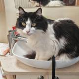 Picture of cat lost at Puimoisson