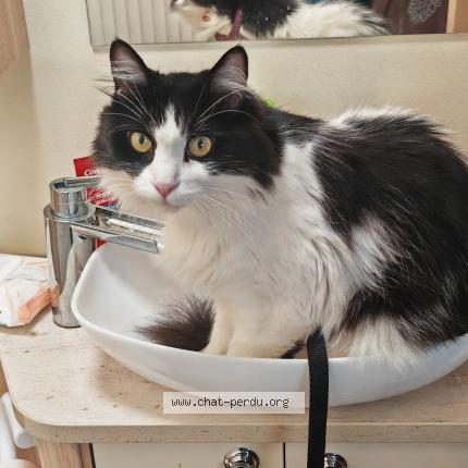 Photo 1/1 STELLA Chat lost in Puimoisson