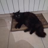 Picture of cat lost at Saint Leger Sous Cholet
