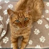 Picture of cat lost at Val De Reuil