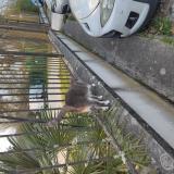 Picture of cat found at Talence