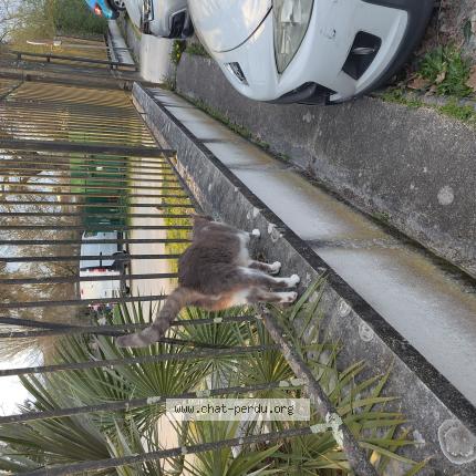 Photo 1/1 Found cat Found in Talence