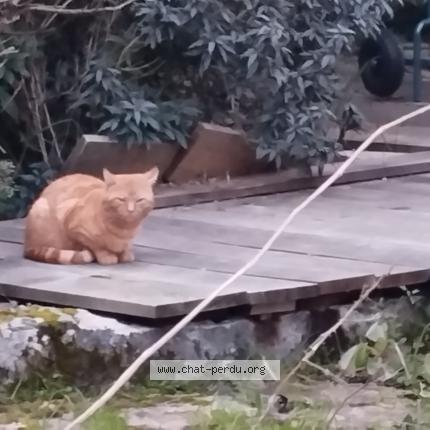 Photo 1/1 Found cat Found in St meloir des ondes