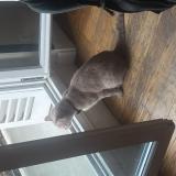 Picture of cat found at Paris