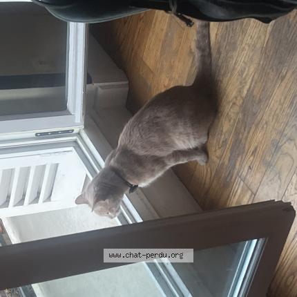 Photo 1/1 Found cat Found in Paris