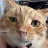 Picture of cat lost at Crawfordsville