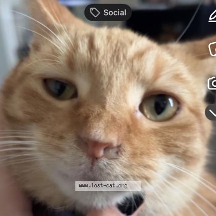 Photo 1/1 Simon Chat lost in Crawfordsville