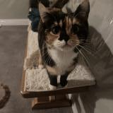 Picture of cat lost at Thoraise