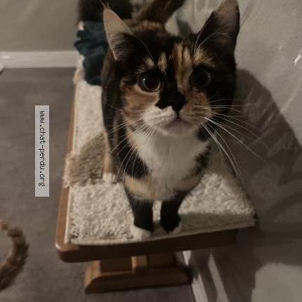 Photo 1/3 Pépé Chat lost in Thoraise