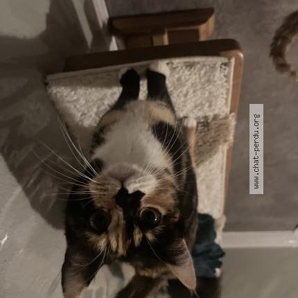 Photo 2/3 P&eacute;p&eacute; Chat lost in Thoraise