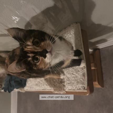 Photo 3/3 P&eacute;p&eacute; Chat lost in Thoraise