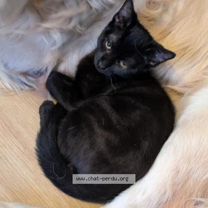 Photo 1/1 Beerus Chat lost in Villemur sur tarn