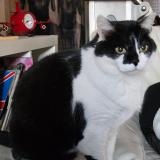 Picture of cat lost at Fismes