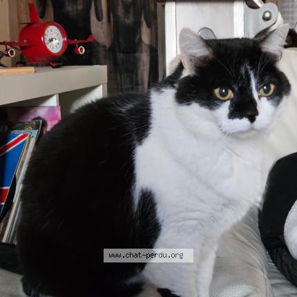 Photo 1/1 Mia Chat lost in Fismes