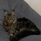 Picture of cat lost at Vierzy