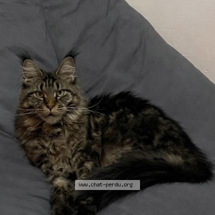 Photo 1/1 Yuma Chat lost in Vierzy