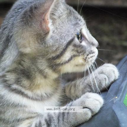 Photo 1/1 Baby Kitty Chat lost in Marina del rey