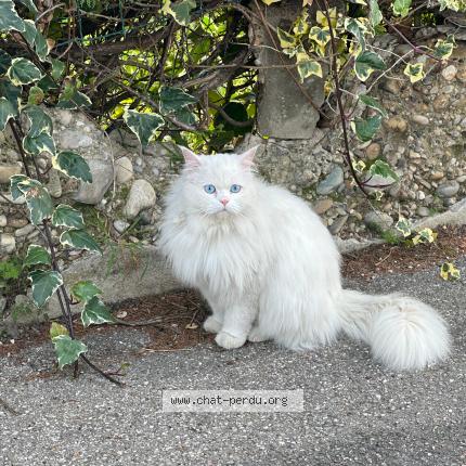 Photo 1/1 Cat reunited Found in Venissieux