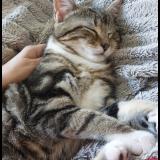 Picture of cat lost at Juziers