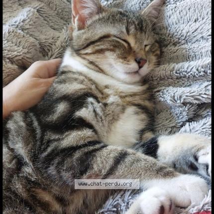 Photo 1/1 Missy Chat lost in Juziers