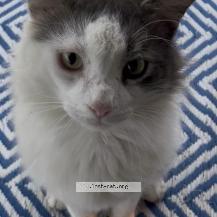 Photo 1/1 Deli Chat lost in Jennings