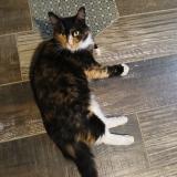 Picture of cat lost at Serignac Sur Garonne