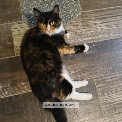 Photo 1/1 Shiro Chat lost in Serignac sur garonne