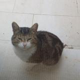 Picture of cat found at Atur