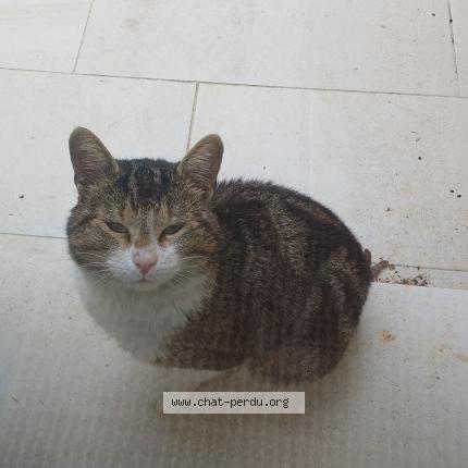 Photo 1/1 Found cat Found in Atur