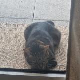 Picture of cat lost at L Isle Adam