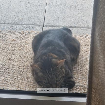 Photo 1/1 RINA Chat lost in L isle adam