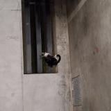 Picture of cat found at Toulouse