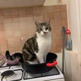 Picture of cat lost at Gien