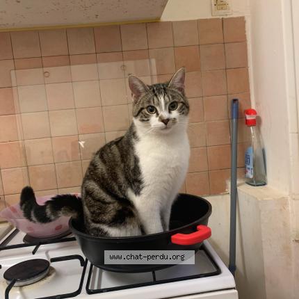 Photo 1/1 Voltaire Chat lost in Gien