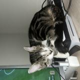 Picture of cat lost at Gien