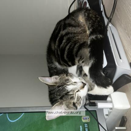 Photo 1/1 Voltaire Chat lost in Gien