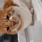 Picture of cat lost at Champeix