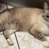 Picture of cat lost at Audun Le Roman