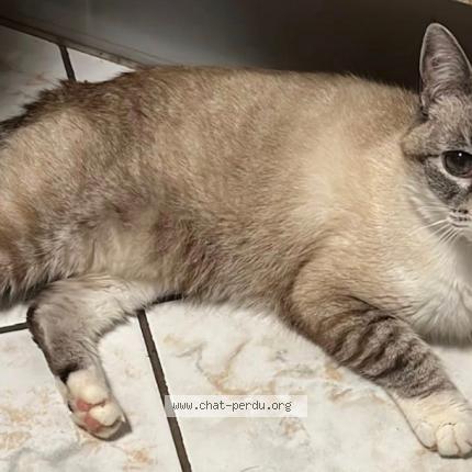 Photo 1/1 menny Chat lost in Audun le roman