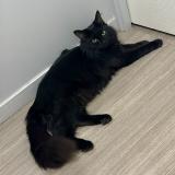 Picture of cat lost at Ecully