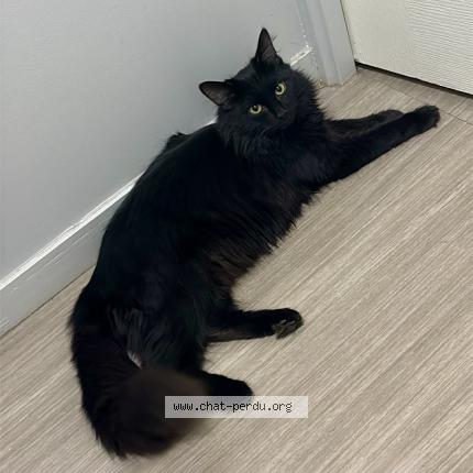 Photo 1/1 Elvira Chat lost in Ecully