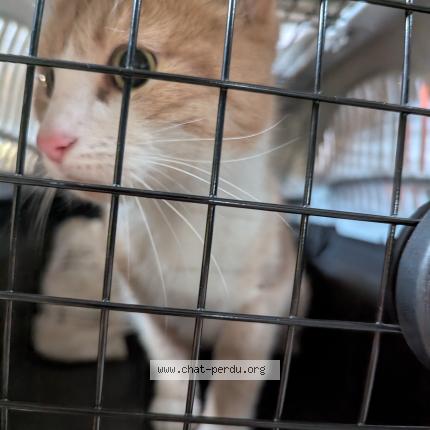 Photo 1/1 Found cat Found in Villeurbanne