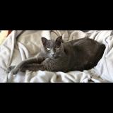 Picture of cat lost at Bouillargues