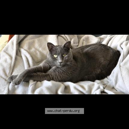 Photo 1/1 Gribouille Chat lost in Bouillargues