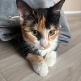 Picture of cat lost at Denain