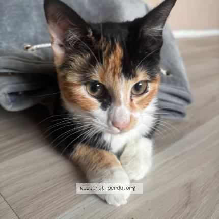 Photo 1/1 Hayette Chat lost in Denain