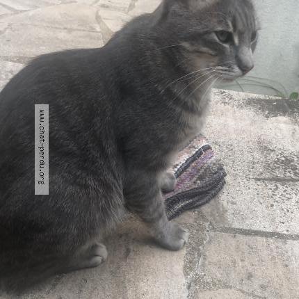 Photo 1/1 Djoko Chat lost in Montmorency